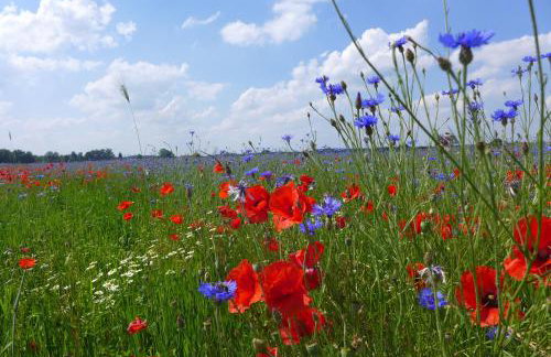 Ferienwohnung Hein - Foto 13
