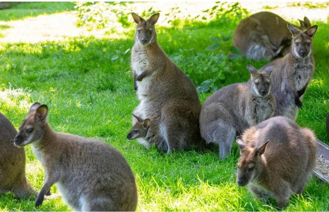Apartment in Vrouwenpolder Near Beach - Foto 27