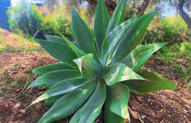 Villa Clori - Foto 33