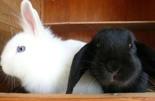 Vakantiewoning in Zwarte Woud - Foto 35