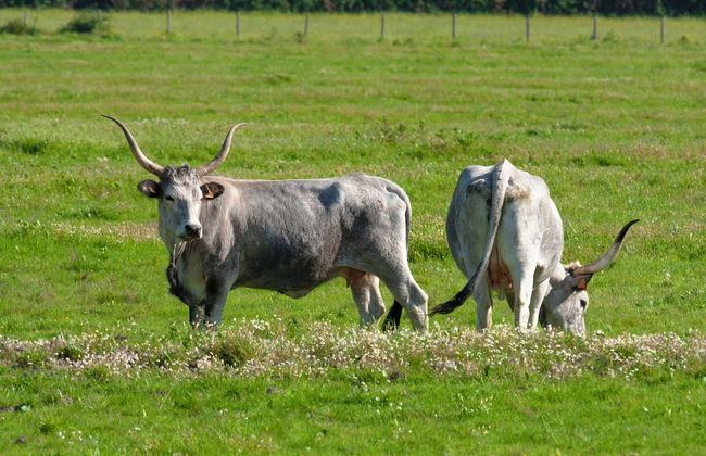 Agriturismo Al Vermigliano - Foto 29