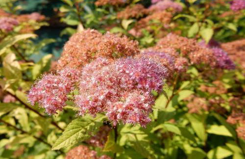 Agriturismo Corte Ambrosi - Foto 15