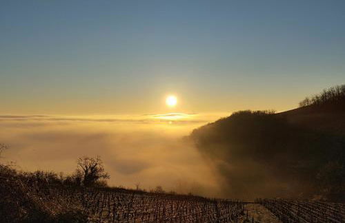 La petite Madeleine de Chavignol - Foto 14