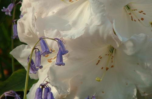 Laich Cottage - Foto 29