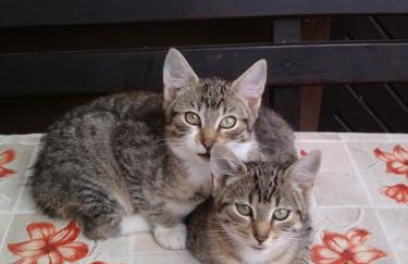 Ferienhof Oberle - Foto 28