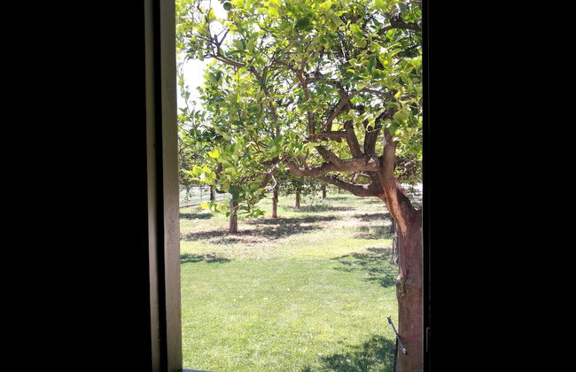 Agriturismo Terra dei Limoni - Foto 44