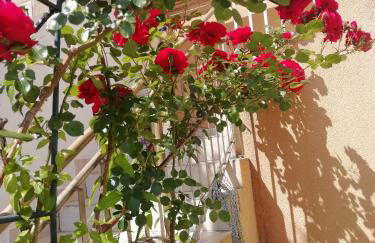 Apartments by the sea Prvic Luka, Prvic - 21276 - Foto 3