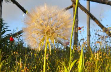 Il Poggio Delle Ginestre - Foto 54