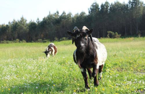 Gite Senguinous 1 - Foto 7