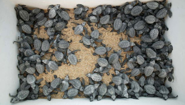 Turtle Release in Los Cabos - Foto 4