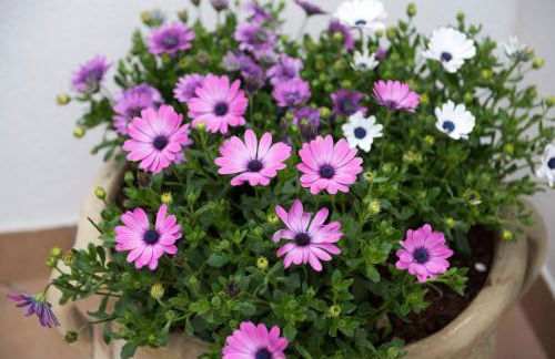 Appartamento Martina - Photo 32