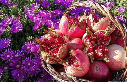 Agriturismo Valiana - Foto 50