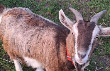 Mardi Gras, Upwell - Foto 20