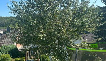 Ferienwohnung Lindenberg - Foto 4, Garden, Garden view