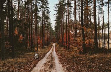 Za Lasem Nad Wodą - Foto 50