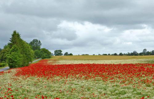 Ferienwohnungen am Waldessaum - Foto 3