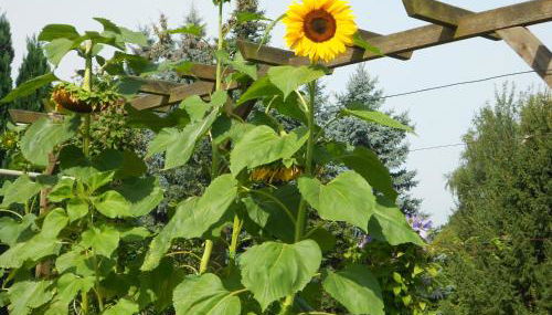 Crosta Brava - Photo 4