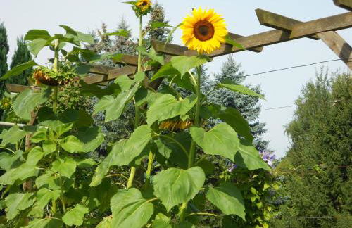 Crosta Brava - Foto 4