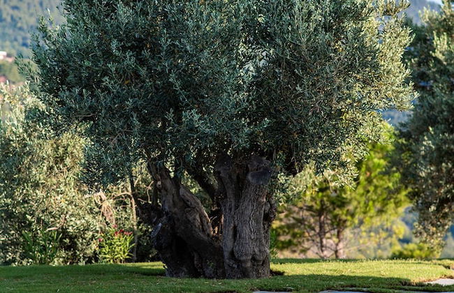 Stargaze Villas - Photo 27