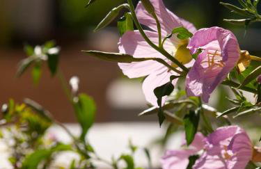 Villa Eternity - Foto 56