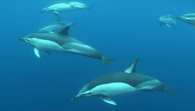 Whale & Dolphin Encounter - Foto 3