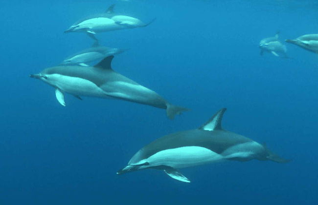 Whale & Dolphin Encounter - Photo 3