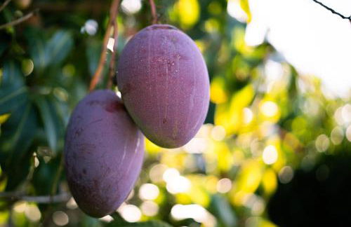 Casa Rural Los Mangos - Foto 20