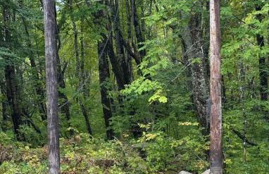 Halls Corner Lodge I Peaceful Woodland Escape - Foto 2