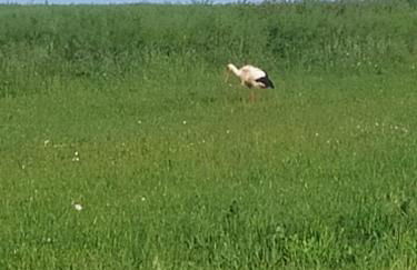 les gîtes du péré - Foto 14