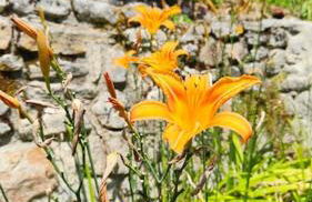 Maison familiale : charme & nature - Foto 27