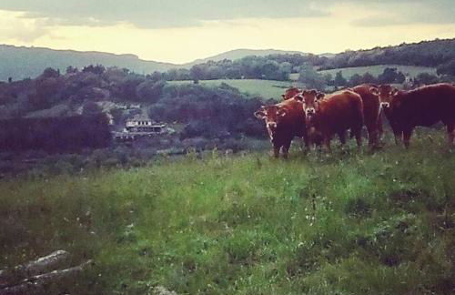 La Collina Tuscan stone cottage - Foto 4