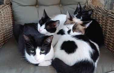 Gästehaus Casa Roca Fataga - Foto 39