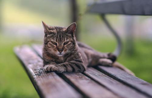 Ferienwohnungen Gamper - Foto 29