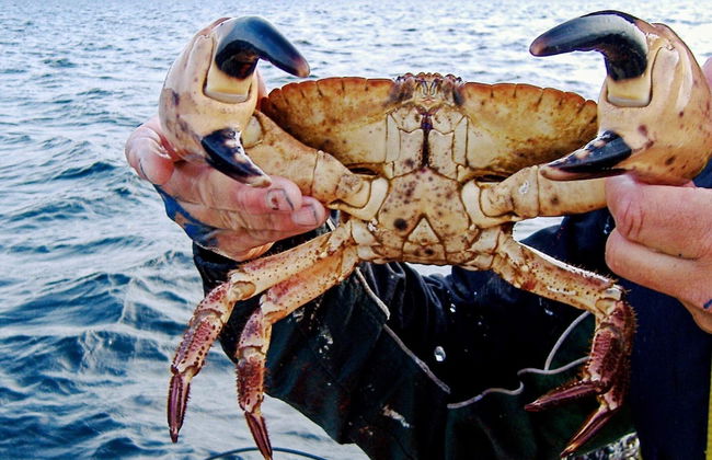 Holiday Home in Austbø - Foto 6