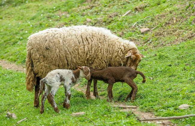 Nengshof - Haus Königskerze - Photo 27