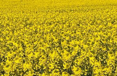 Ferienwohnung Sonnenschein - Photo 48