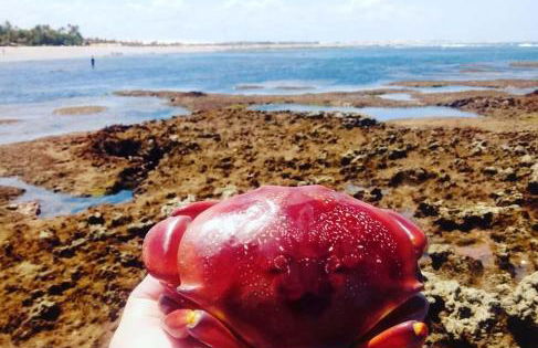 FLECHEIRAS ATLANTICO - Foto 42