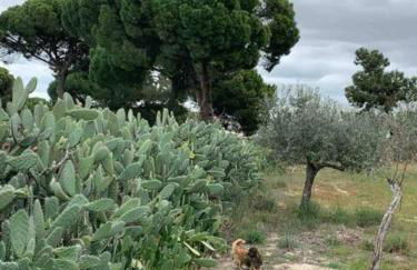 Idyllic, Charming Quinta das Laranjeiras - Foto 15