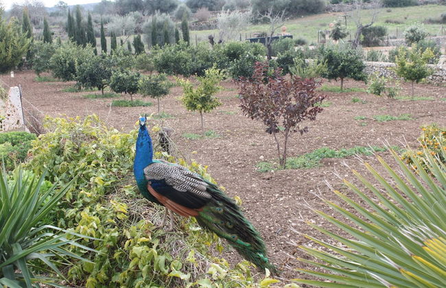 Es Racó de Maria - Foto 73