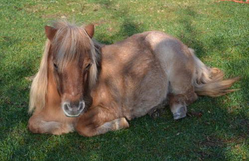 La Piana Dell'erika - Foto 18