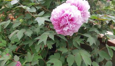 Le Siepi - Foto 2, Garden