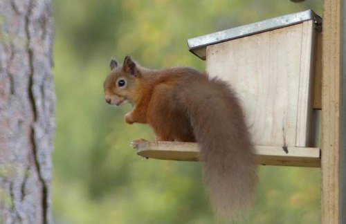 Red Squirrel Lodge - Foto 31