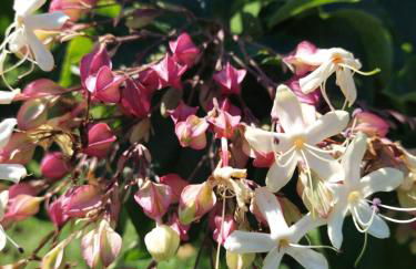 Corte Ventaglio - Foto 32