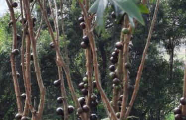 Chácara Recanto Feliz - Foto 22