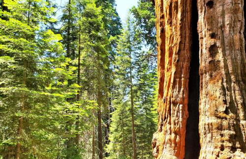 Sequoia Trails, mountains, fun & relax - Foto 10