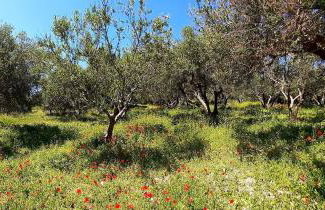 Bay Tree Villa - Main House Almyrida - Foto 44