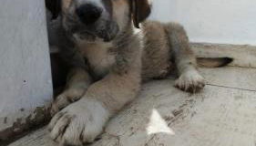 CASA DANIELA APARTAMENTOS-The pilgrim's house apartments - Foto 2