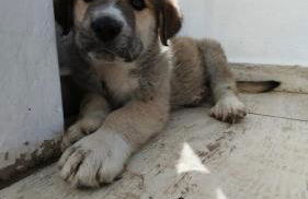 CASA DANIELA Apartamentos - Foto 6