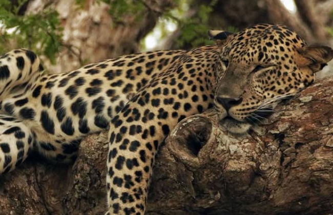 Kotiyagala Luxury Villas - Photo 29