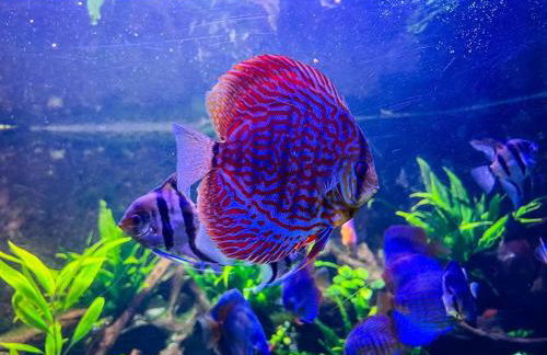 Maison de charme avec Jacuzzi - Foto 31